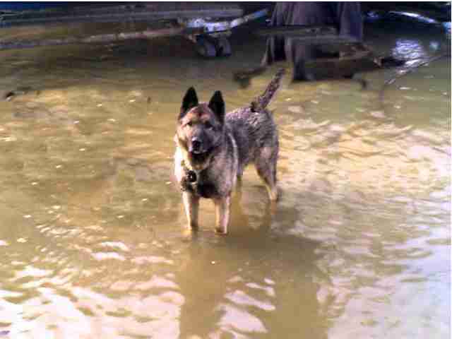 wet dog