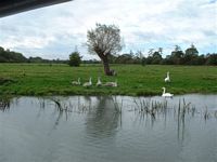  swans