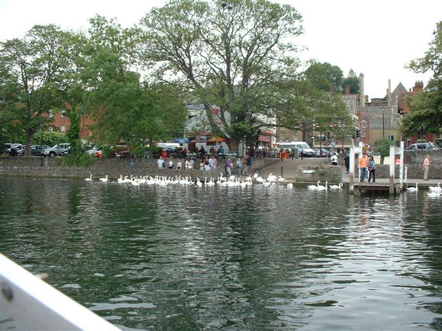 Windsor swans